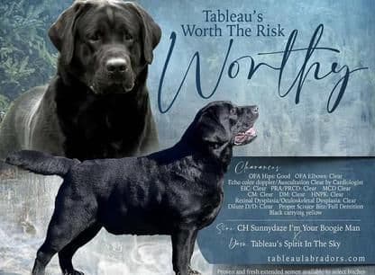 Labrador Retriever Puppies media 2