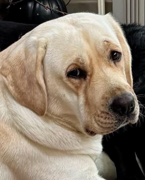 Labrador Retriever Puppies media 3
