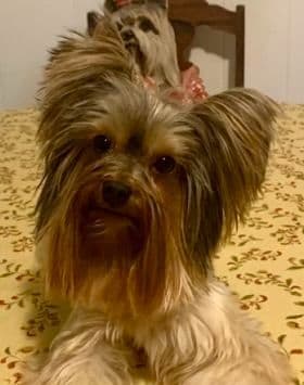 Yorkshire Terrier Puppies breeder image 1