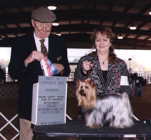 Yorkshire Terrier Puppies breeder image 3