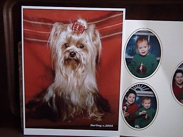 Yorkshire Terrier Puppies breeder image 6