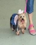 Yorkshire Terrier Puppies breeder image 8