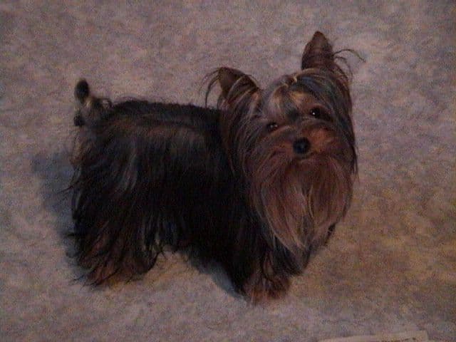 Yorkshire Terrier Puppies breeder image 9