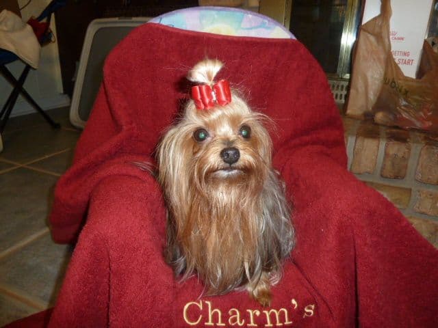 Yorkshire Terrier Puppies breeder image 12