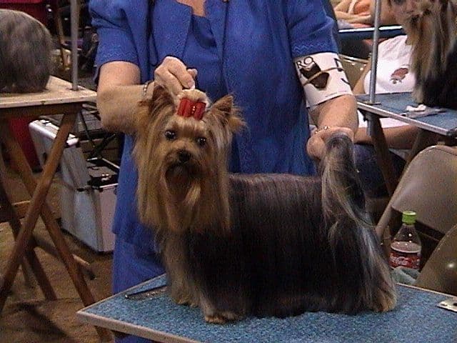 Yorkshire Terrier Puppies breeder image 5