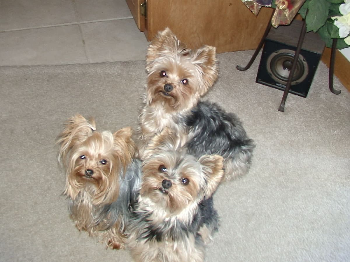 Yorkshire Terrier Puppies breeder image 13