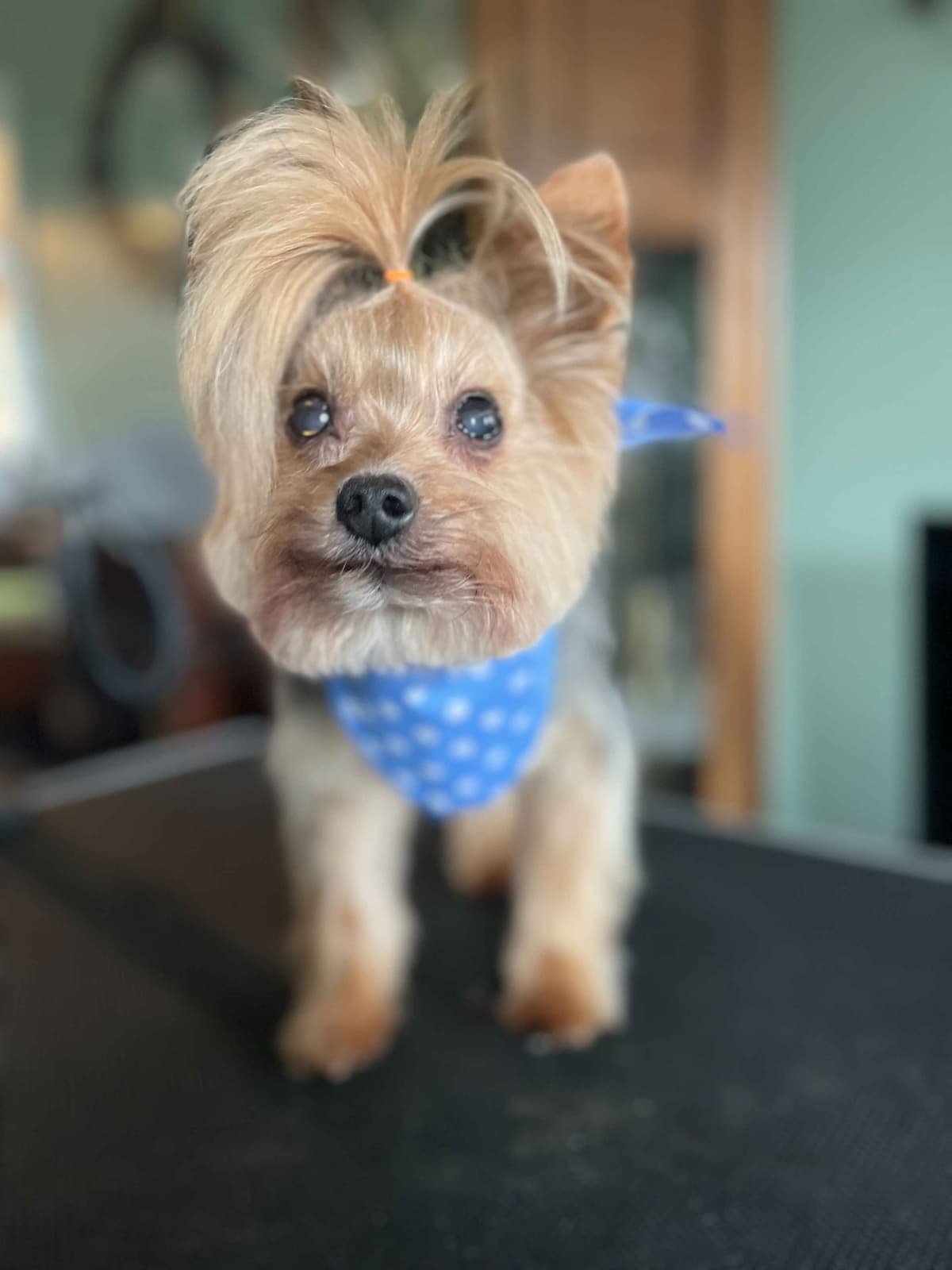 Yorkshire Terrier Puppies breeder image 14