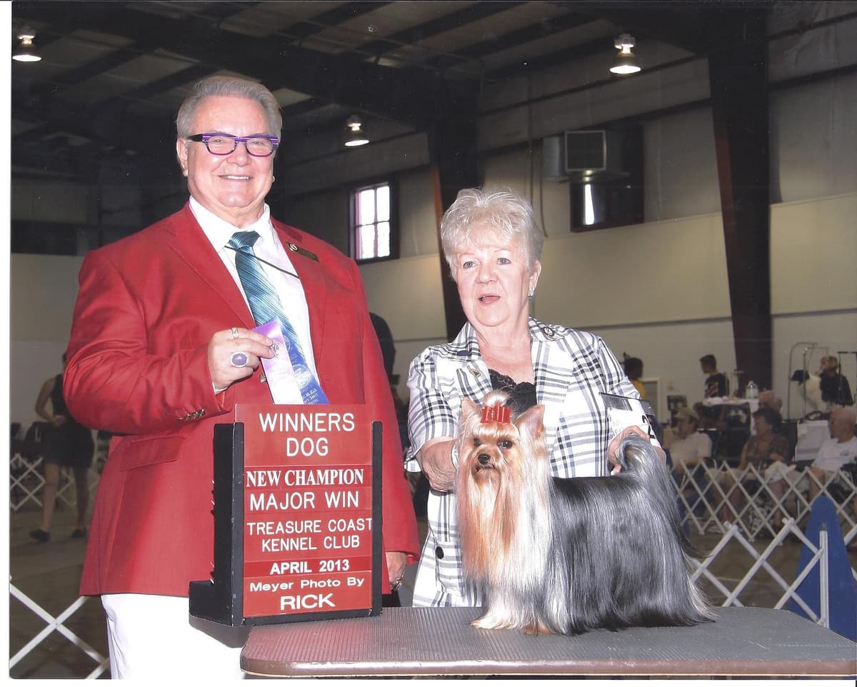 Yorkshire Terrier Puppies breeder image 7
