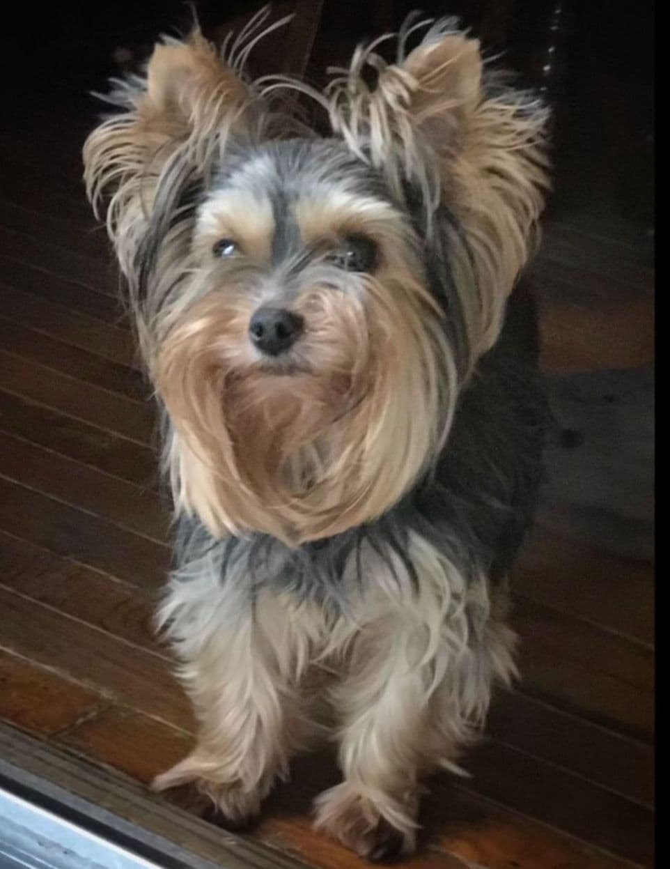 Yorkshire Terrier Puppies breeder image 15