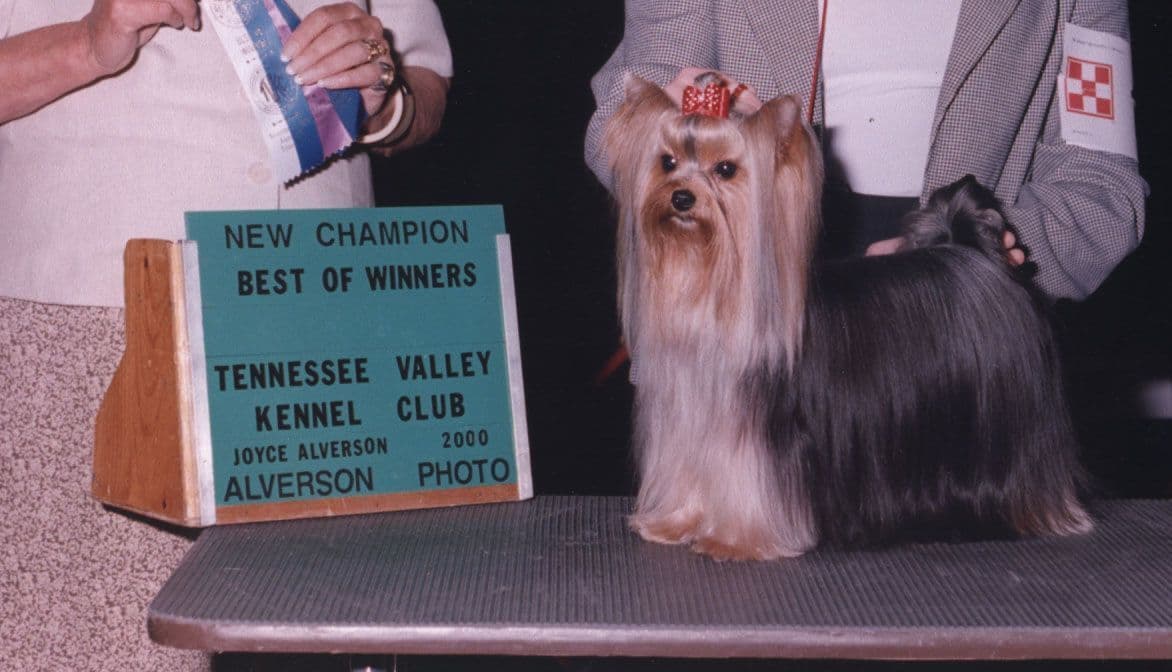 Yorkshire Terrier Puppies breeder image 16
