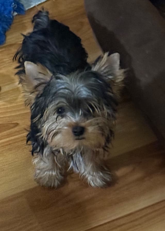 Yorkshire Terrier Puppies media 7
