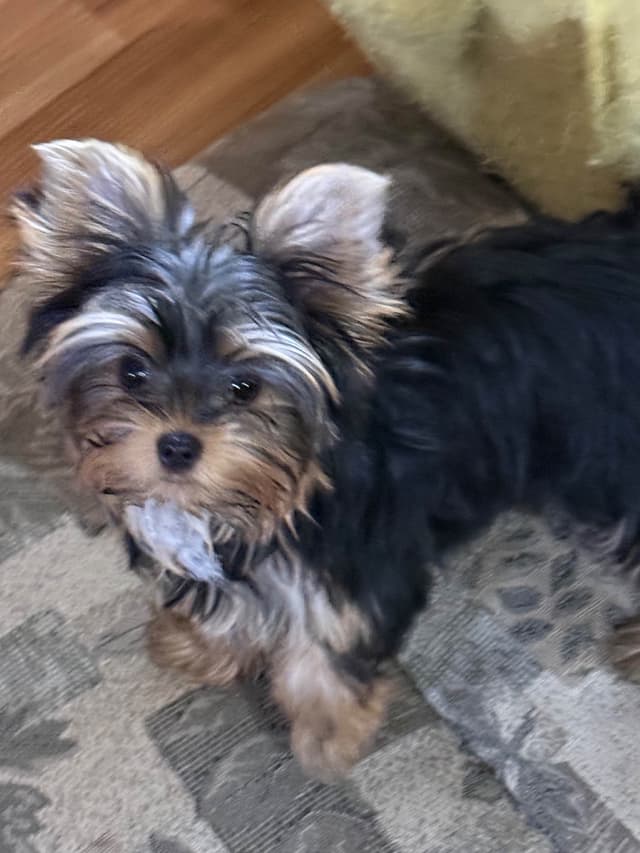 Yorkshire Terrier Puppies media 6