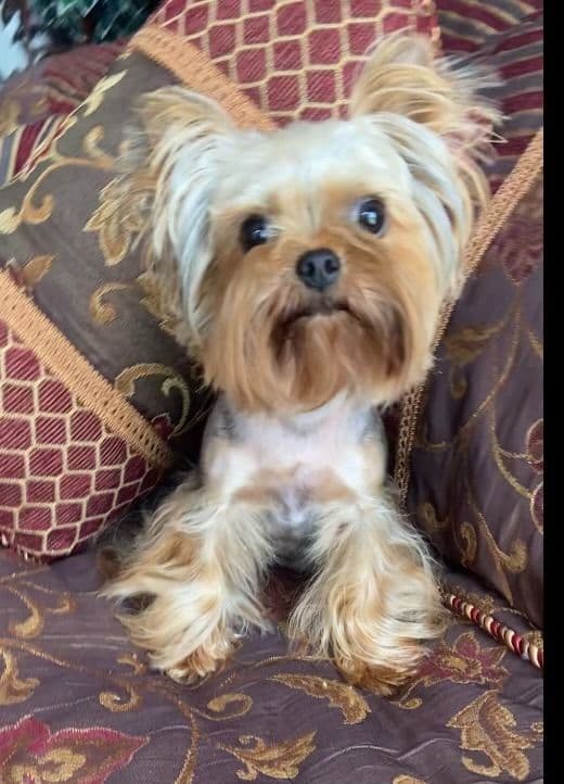 Yorkshire Terrier Puppies media 9