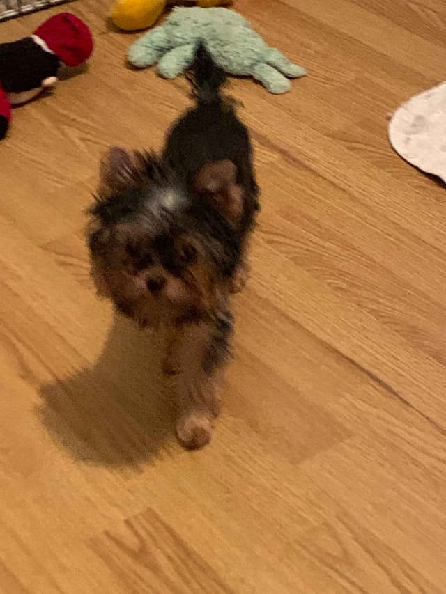 Yorkshire Terrier Puppies media 8