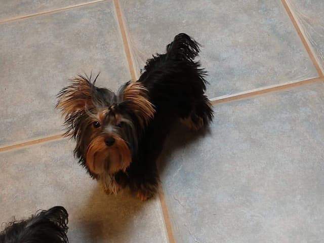 Yorkshire Terrier Puppies media 10