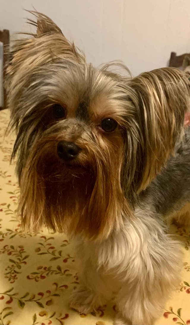 Yorkshire Terrier Puppies media 11