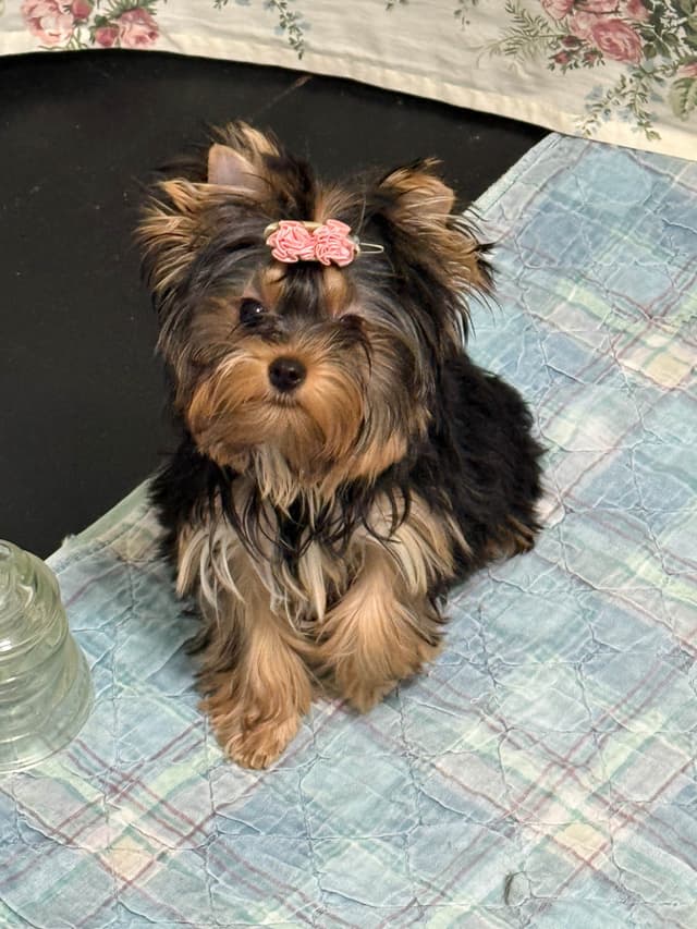 Yorkshire Terrier Puppies media 2