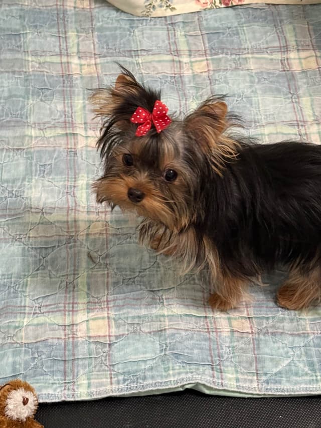 Yorkshire Terrier Puppies media 4