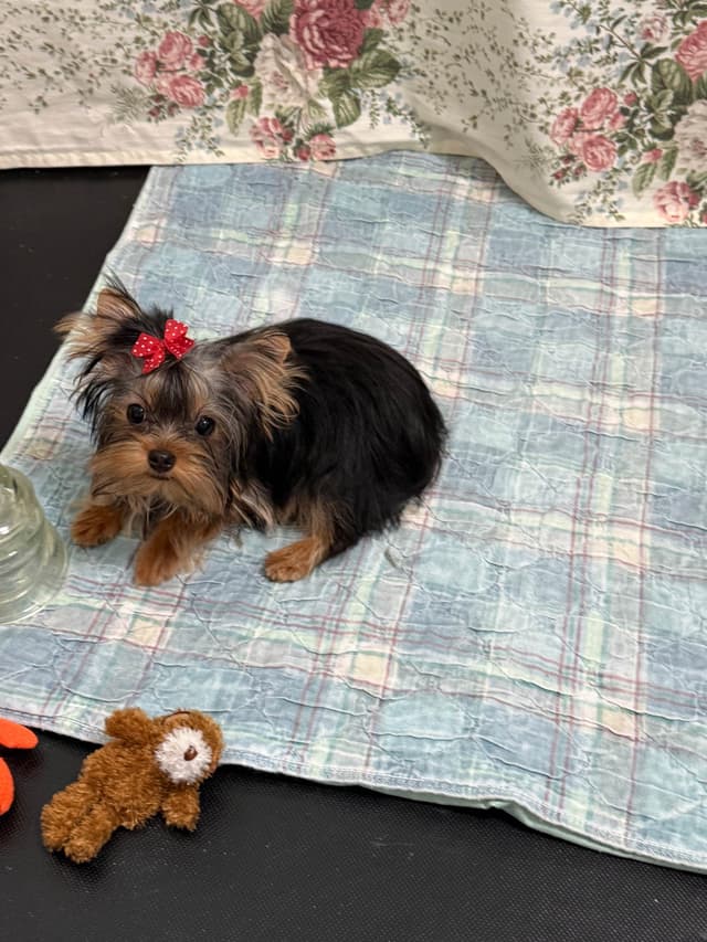 Yorkshire Terrier Puppies media 5