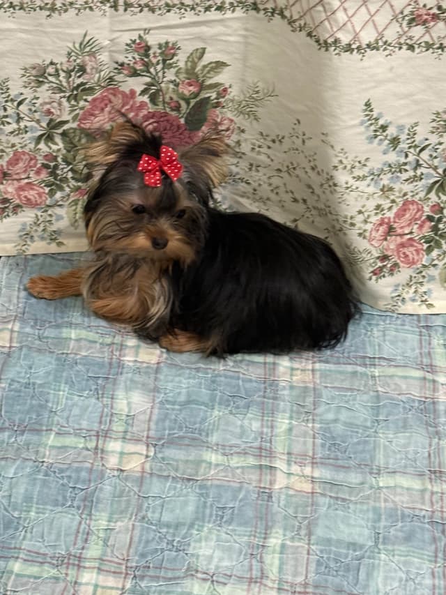 Yorkshire Terrier Puppies media 3