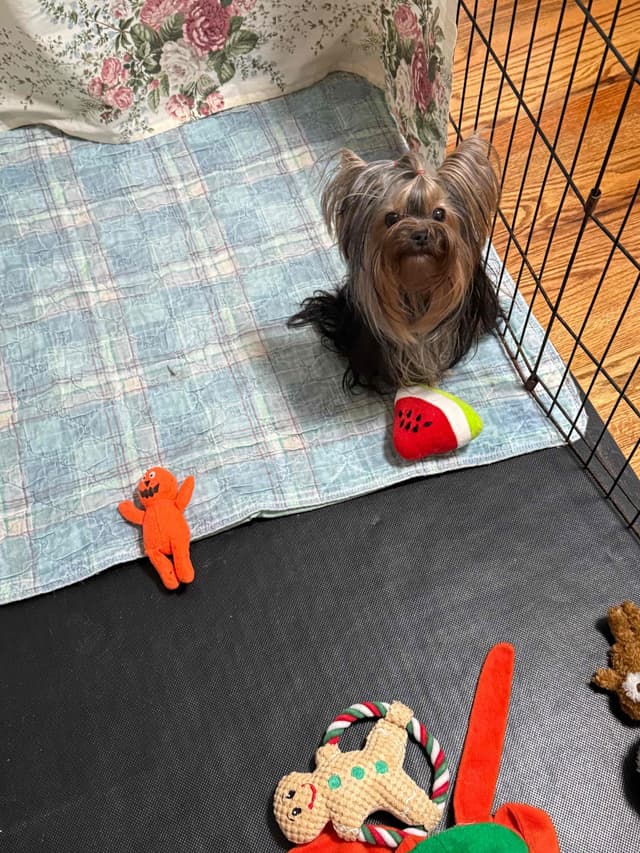 Yorkshire Terrier Puppies media 12