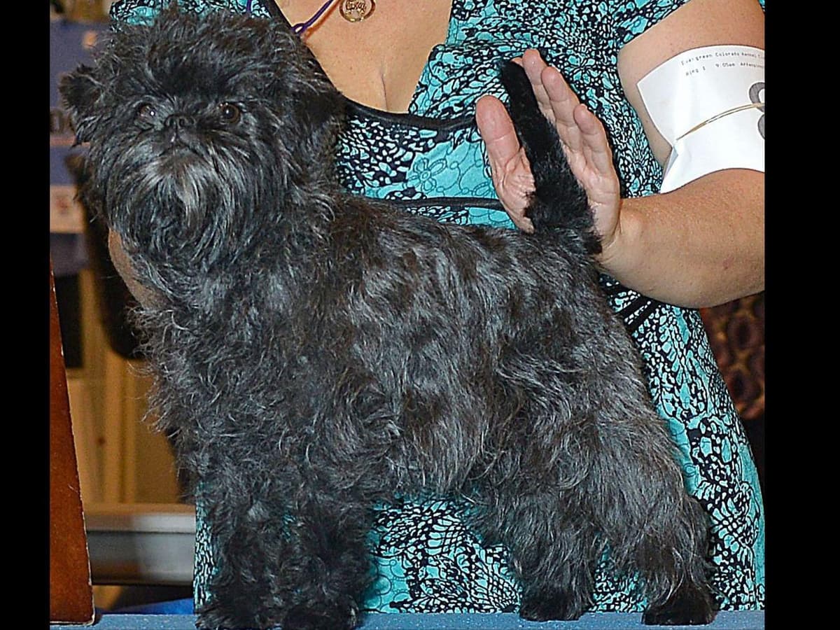 Affenpinscher Puppies breeder image 1