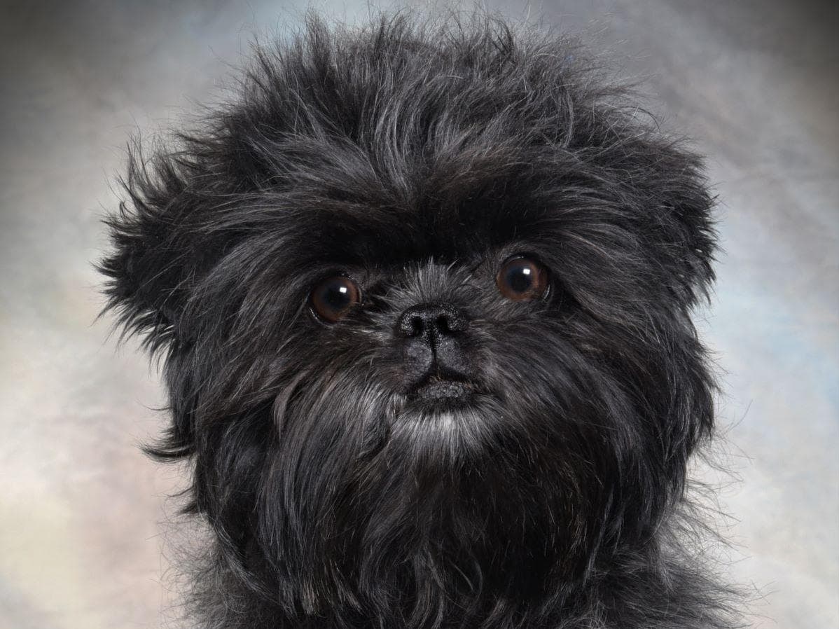 Affenpinscher Puppies breeder image 5