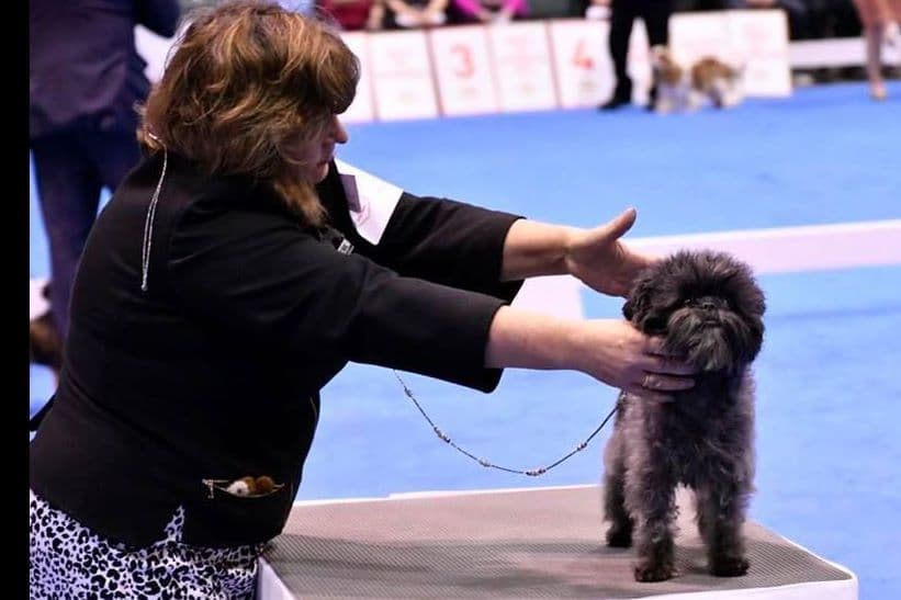 Affenpinscher Puppies breeder image 3