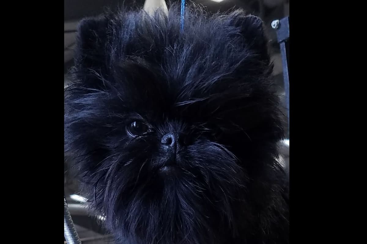 Affenpinscher Puppies breeder image 2