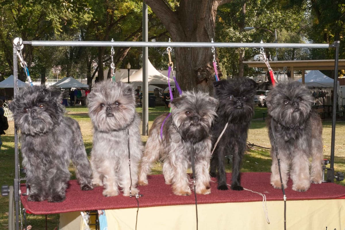 Affenpinscher Puppies breeder image 6