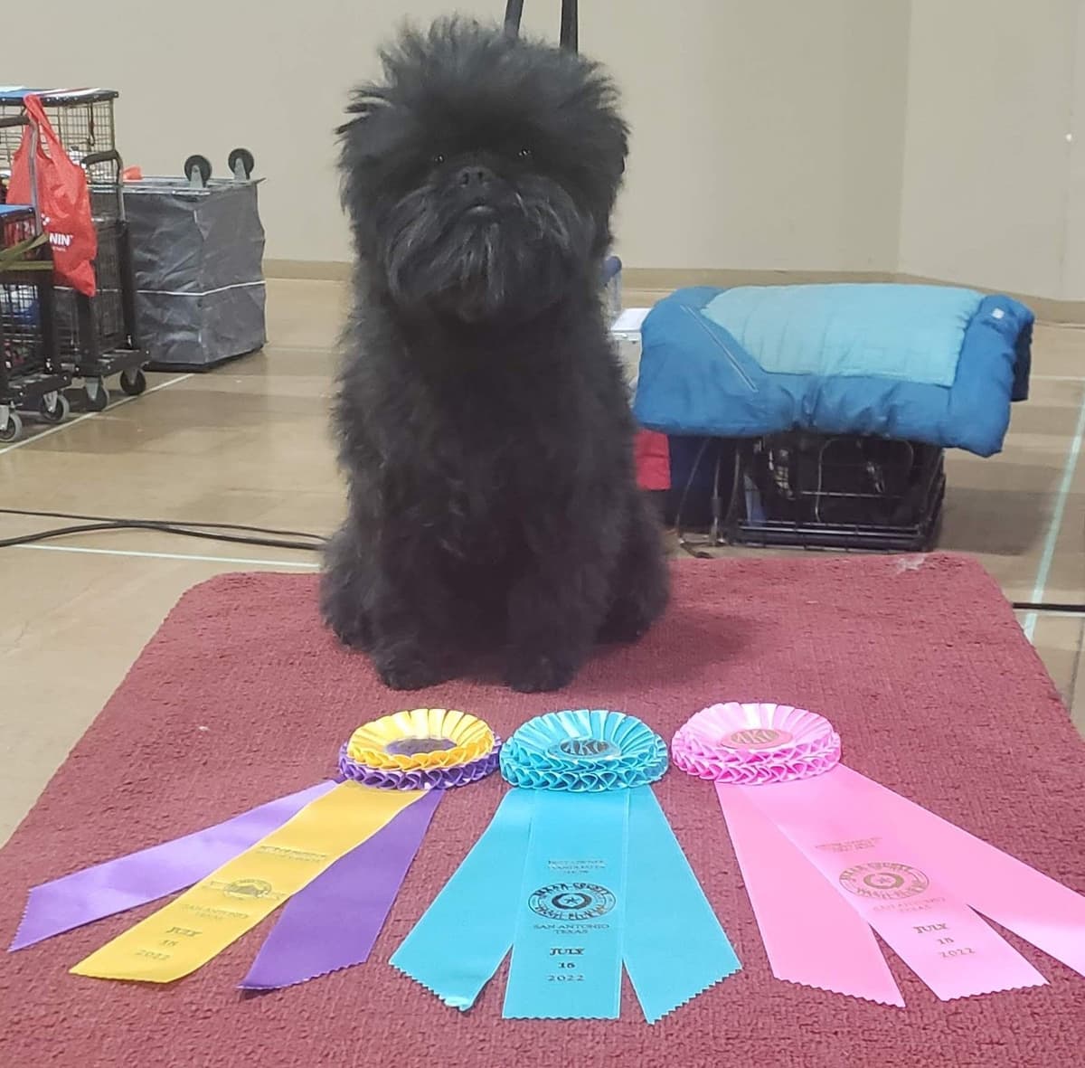 Affenpinscher Puppies breeder image 8