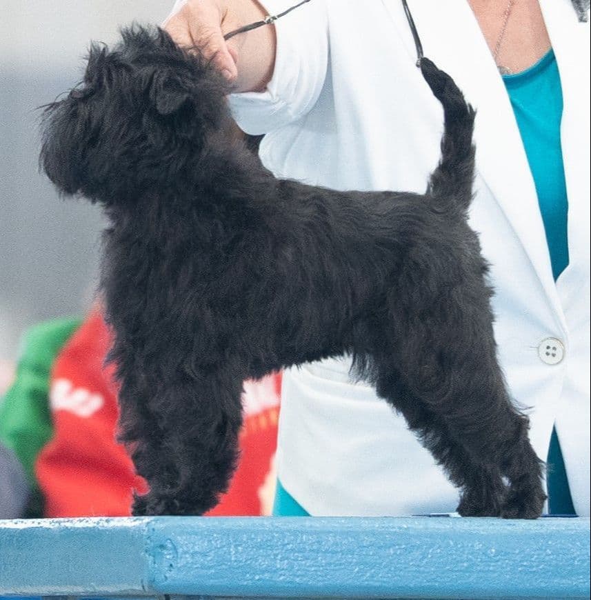 Affenpinscher Puppies breeder image 7
