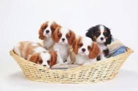 Cavalier King Charles Spaniel Puppies breeder image 4