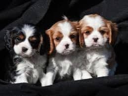 Cavalier King Charles Spaniel Puppies breeder image 3