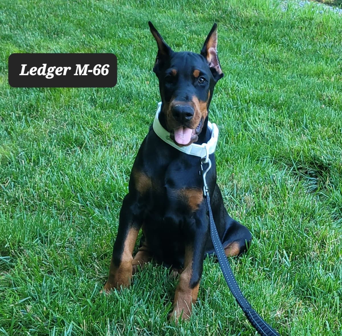 Doberman Pinscher Puppies breeder image 2