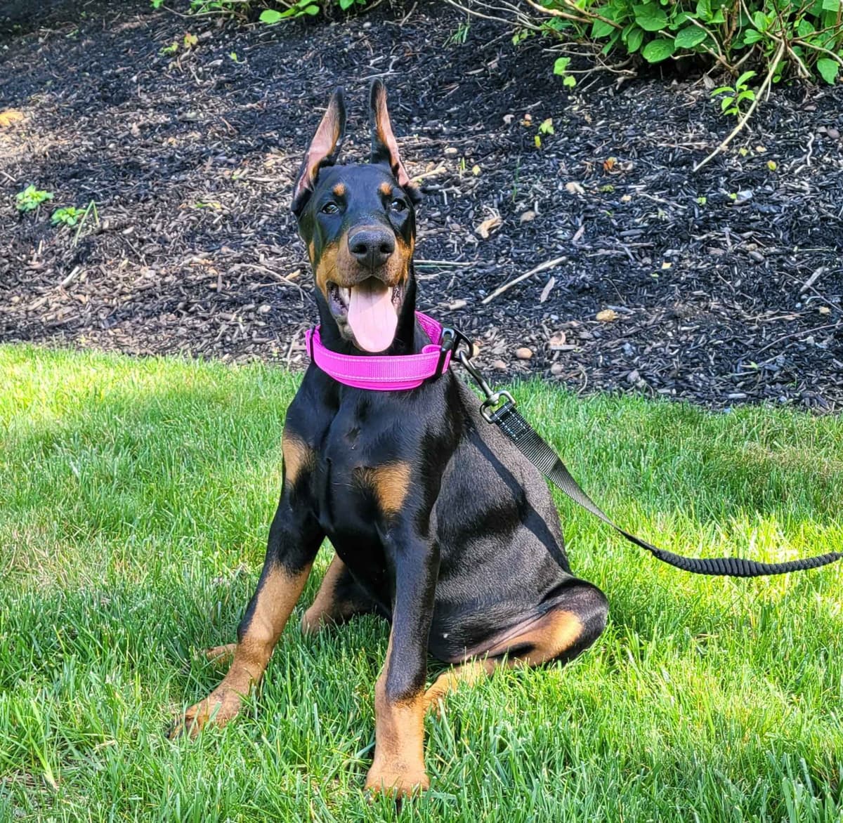 Doberman Pinscher Puppies breeder image 3