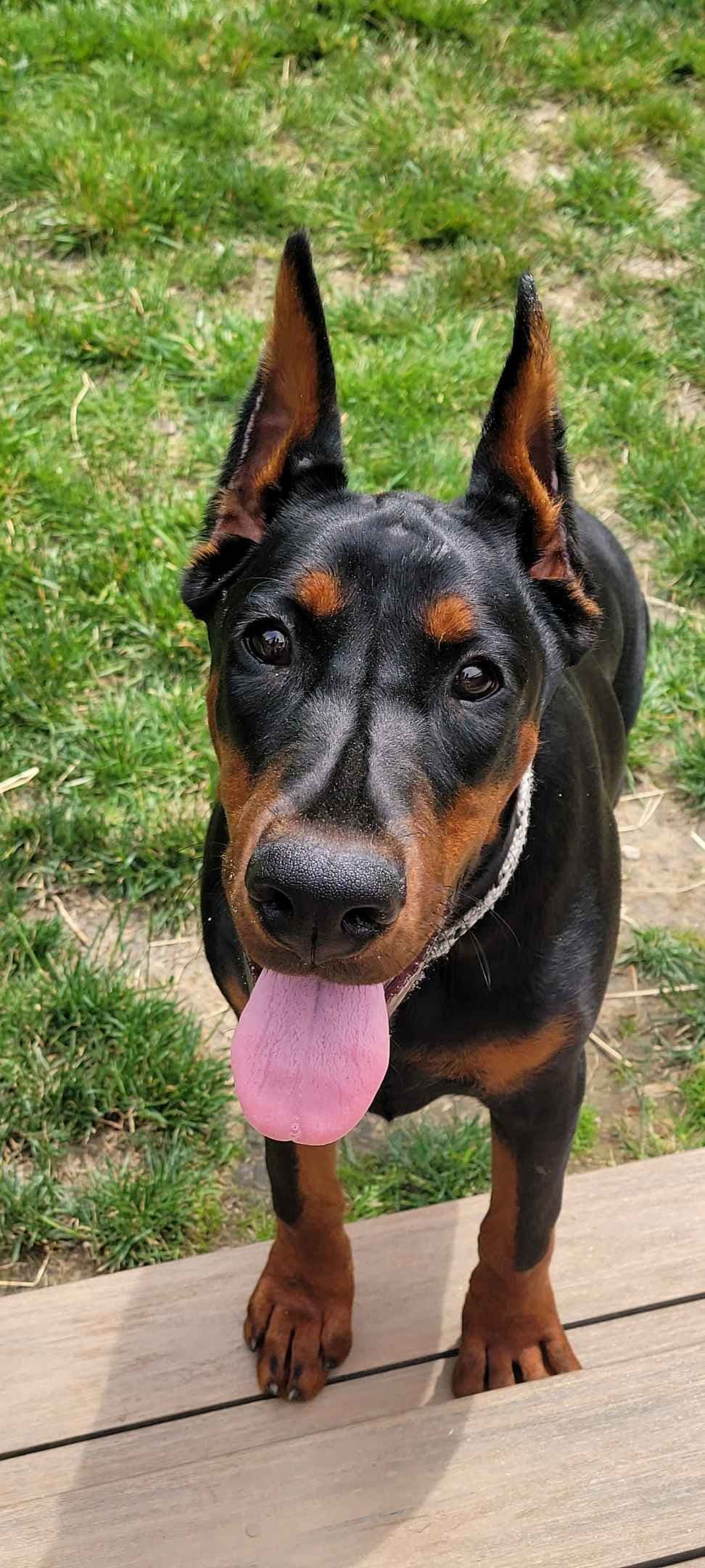 Doberman Pinscher Puppies breeder image 4
