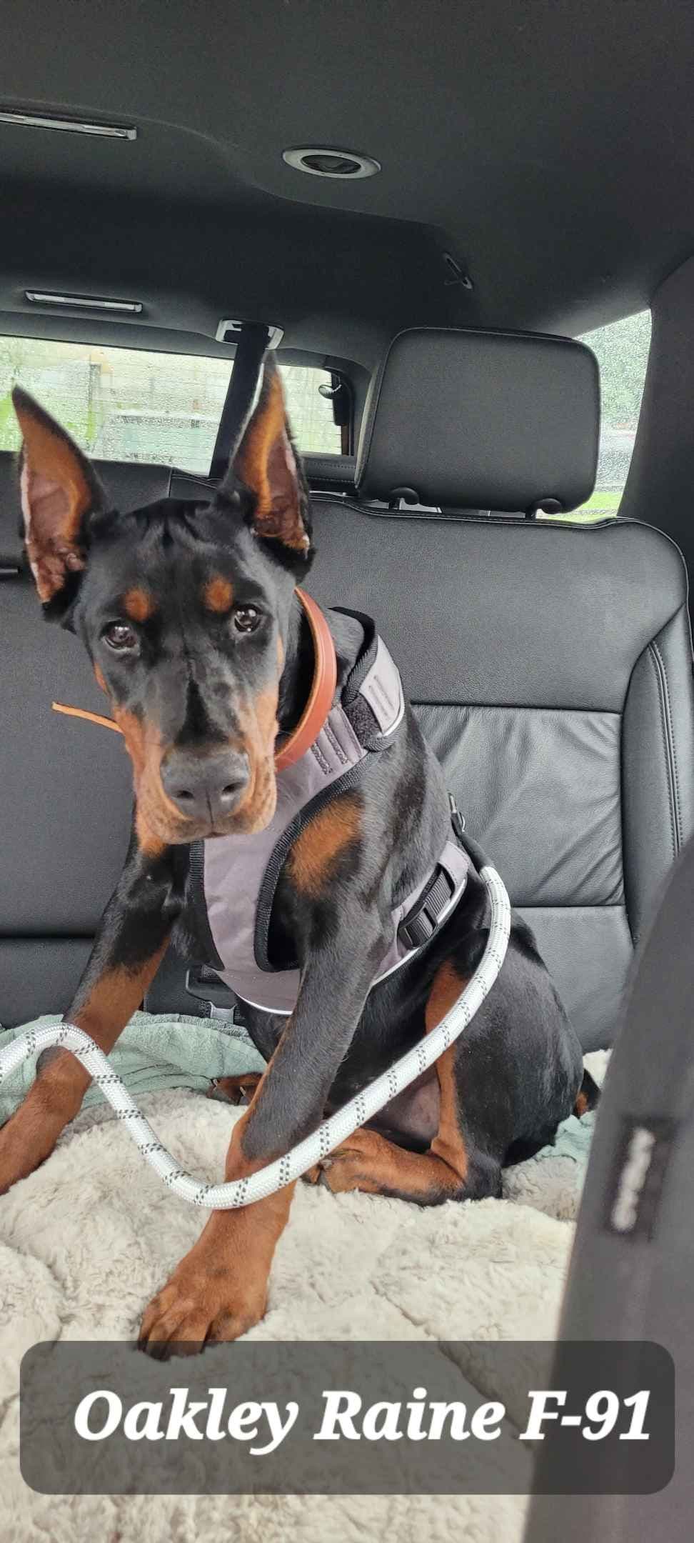 Doberman Pinscher Puppies breeder image 7