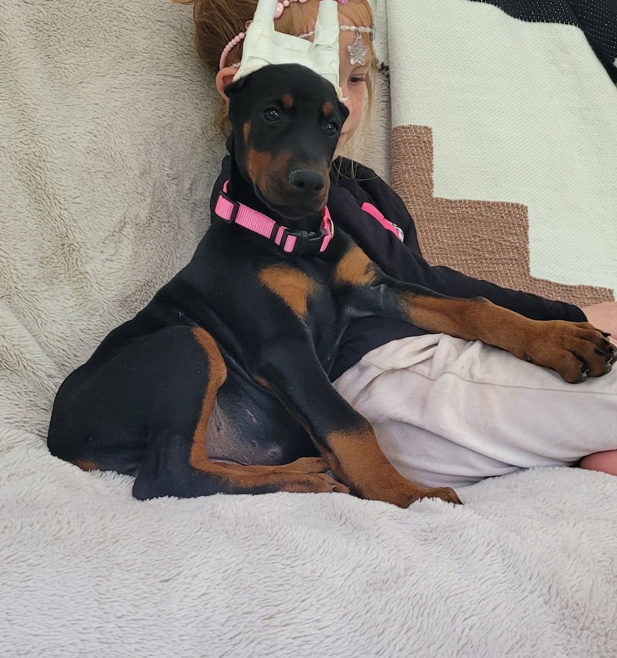 Doberman Pinscher Puppies breeder image 8