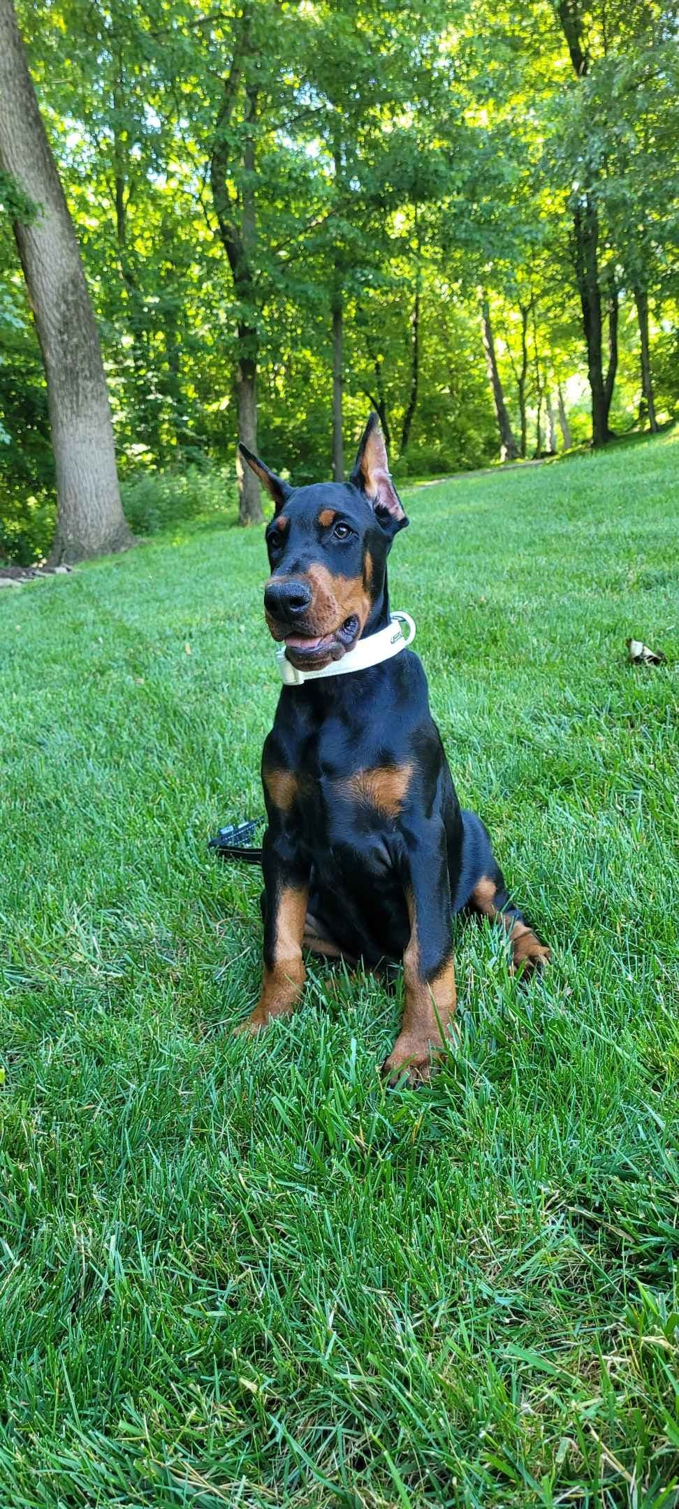 Doberman Pinscher Puppies breeder image 9