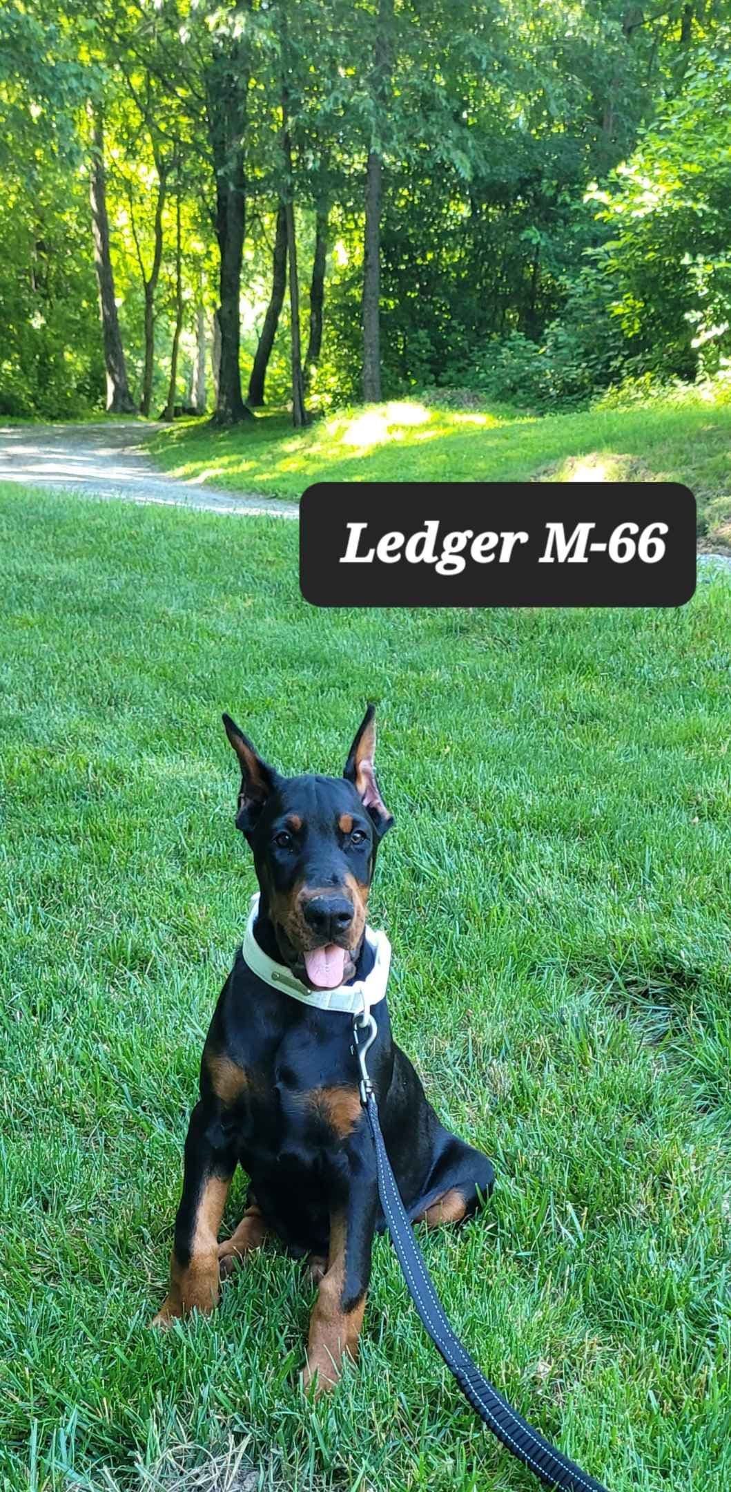Doberman Pinscher Puppies breeder image 10