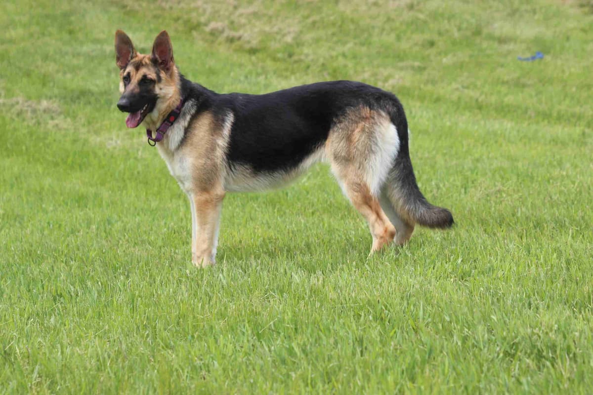 German Shepherd Dog Puppies breeder image 1