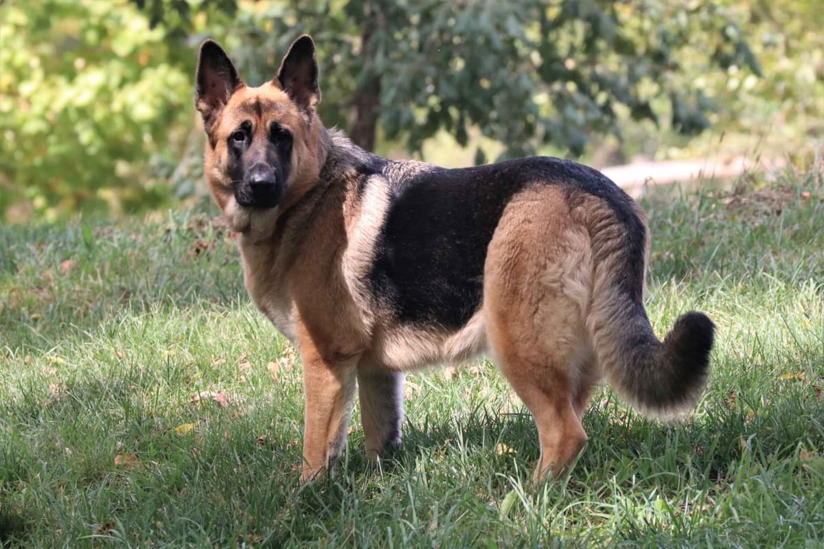 German Shepherd Dog Puppies breeder image 2
