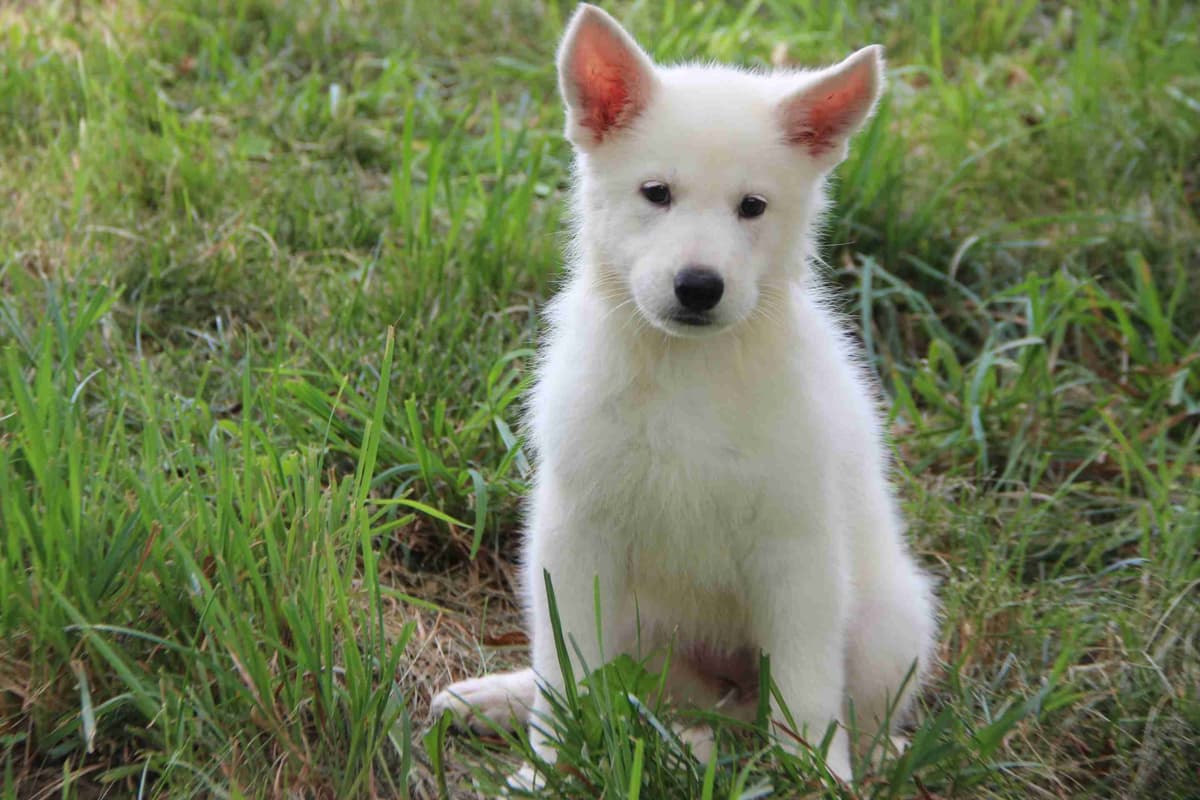 German Shepherd Dog Puppies breeder image 3