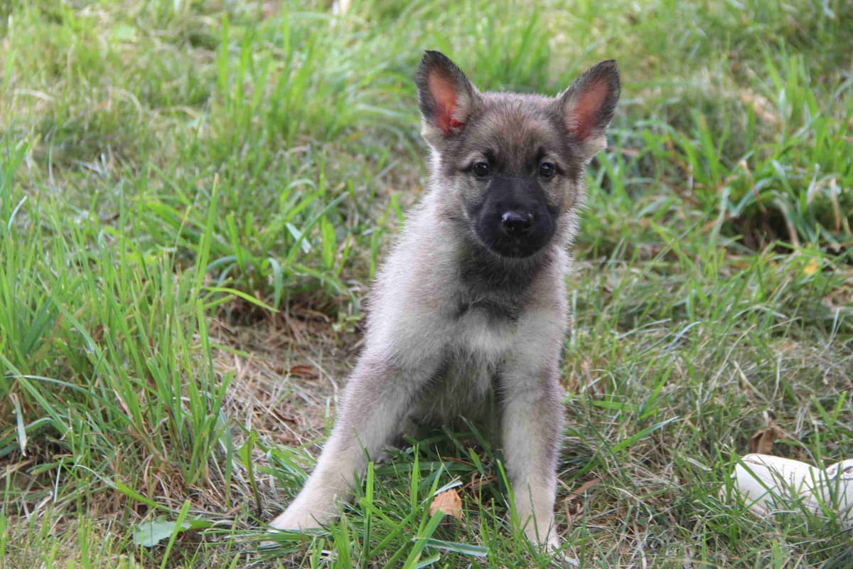 German Shepherd Dog Puppies breeder image 4