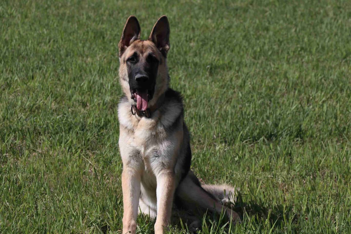 German Shepherd Dog Puppies breeder image 5