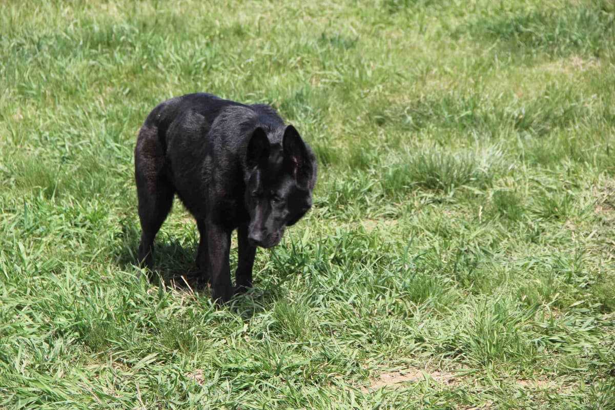 German Shepherd Dog Puppies breeder image 7