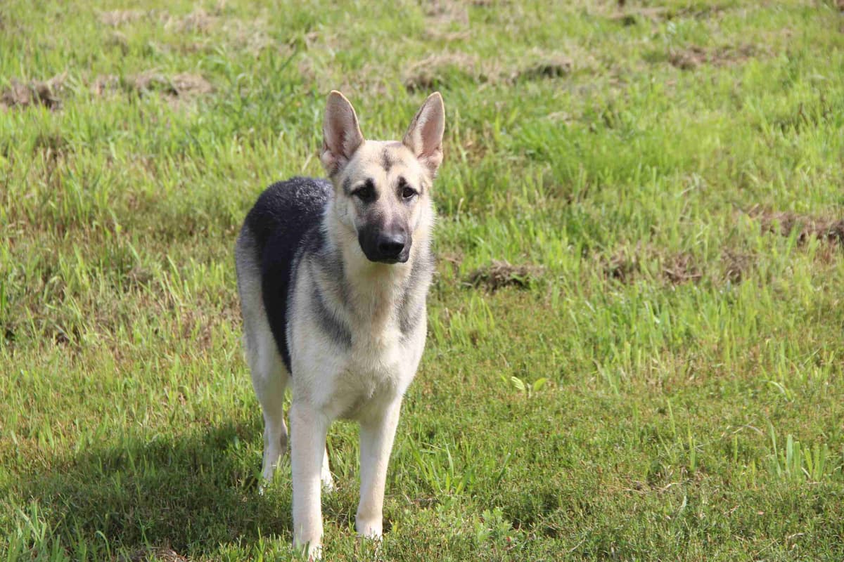 German Shepherd Dog Puppies breeder image 8