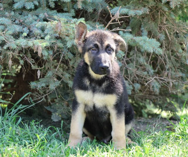 German Shepherd Dog Puppies media 2