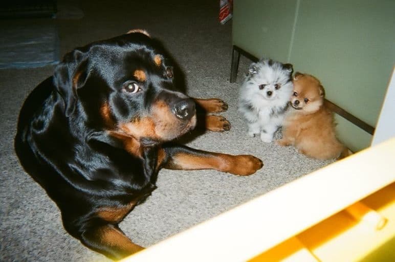 Pomeranian Puppies breeder image 3
